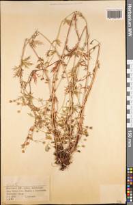 Potentilla, Siberia, Western (Kazakhstan) Altai Mountains (S2a) (Kazakhstan)