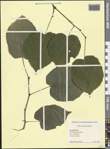 Tilia croizatii Chun & H. D. Wong, Caucasus, Azerbaijan (K6) (Azerbaijan)