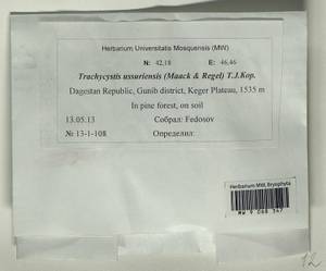 Trachycystis ussuriensis (Regel & Maack) T.J. Kop., Bryophytes, Bryophytes - North Caucasus & Ciscaucasia (B12) (Russia)