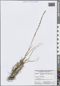 Triglochin maritima L., Siberia, Central Siberia (S3) (Russia)