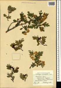 Crataegus praemonticola Holub, Crimea (KRYM) (Russia)