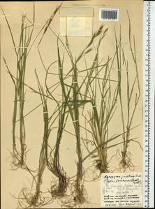 Elymus jacutensis (Drobow) Tzvelev, Siberia, Central Siberia (S3) (Russia)