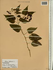 Solanum dulcamara L., Eastern Europe, Central forest region (E5) (Russia)