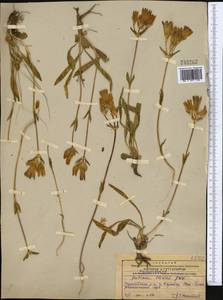 Gentiana olivieri Griseb., Middle Asia, Western Tian Shan & Karatau (M3) (Kazakhstan)