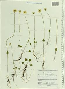 Parnassia palustris L., Eastern Europe, Northern region (E1) (Russia)