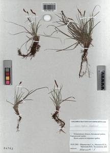 KUZ 002 321, Carex supina Willd. ex Wahlenb., Siberia, Altai & Sayany Mountains (S2) (Russia)