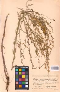 MHA 0 159 247, Linaria genistifolia (L.) Mill., Eastern Europe, Lower Volga region (E9) (Russia)