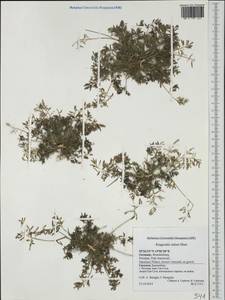 Eragrostis minor Host, Western Europe (EUR) (Germany)