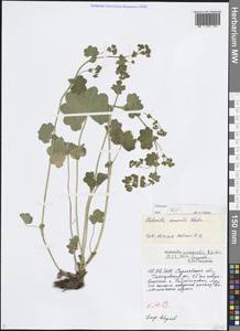 Alchemilla nemoralis Alechin, Eastern Europe, Lower Volga region (E9) (Russia)