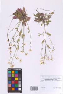 Arabidopsis arenosa subsp. arenosa, Eastern Europe, Moscow region (E4a) (Russia)