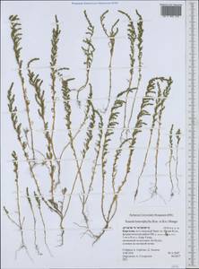 Suaeda heterophylla (Kar. & Kir.) Boiss., Middle Asia, Northern & Central Tian Shan (M4) (Kyrgyzstan)