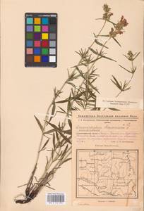 MHA 0 155 896, Dracocephalum ruyschiana L., Eastern Europe, Eastern region (E10) (Russia)