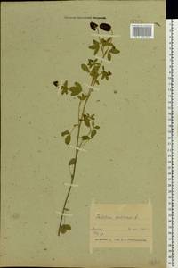 Trifolium spadiceum L., Eastern Europe, Belarus (E3a) (Belarus)