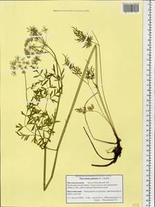 Thysselinum palustre (L.) Hoffm., Siberia, Western Siberia (S1) (Russia)