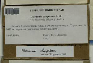 Dicranum elongatum Schleich. ex Schwägr., Bryophytes, Bryophytes - Yakutia (B19) (Russia)