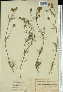 Plantago arenaria Waldst. & Kit., Eastern Europe, Moscow region (E4a) (Russia)