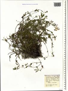 Helianthemum buschii (Palib.) Juz. & Pozd., Caucasus, Stavropol Krai, Karachay-Cherkessia & Kabardino-Balkaria (K1b) (Russia)