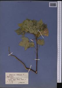 Gossypium herbaceum, Middle Asia, Kopet Dag, Badkhyz, Small & Great Balkhan (M1) (Turkmenistan)