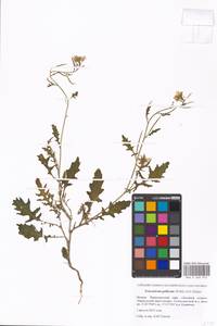 Erucastrum gallicum (Willd.) O. E. Schulz, Eastern Europe, Moscow region (E4a) (Russia)