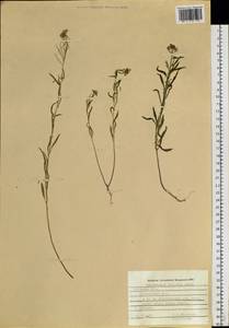 Dontostemon dentatus (Bunge) C. A. Mey. ex Ledeb., Siberia, Russian Far East (S6) (Russia)