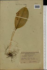 Convallaria majalis L., Eastern Europe, Middle Volga region (E8) (Russia)