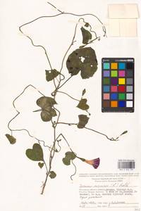 Ipomoea purpurea (L.) Roth, Eastern Europe, Moscow region (E4a) (Russia)