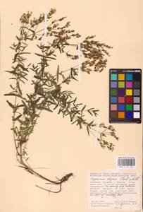 Hypericum elegans Steph. ex Willd., Eastern Europe, Moldova (E13a) (Moldova)