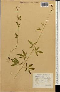 Cardamine bulbifera (L.) Crantz, Caucasus, Stavropol Krai, Karachay-Cherkessia & Kabardino-Balkaria (K1b) (Russia)