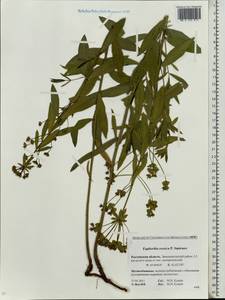 Euphorbia esula subsp. esula, Eastern Europe, Rostov Oblast (E12a) (Russia)
