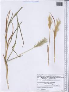 Bothriochloa laguroides (DC.) Herter, America (AMER) (United States)