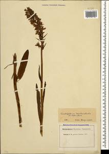 Dactylorhiza urvilleana (Steud.) H.Baumann & Künkele, Caucasus (no precise locality) (K0)