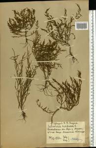 Salicornia europaea L., Eastern Europe, Rostov Oblast (E12a) (Russia)