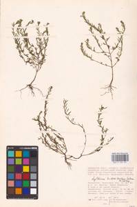 Lythrum tribracteatum Spreng., Middle Asia, Caspian Ustyurt & Northern Aralia (M8) (Kazakhstan)