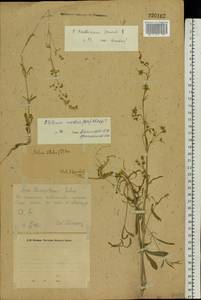 Silene baschkirorum Janisch., Eastern Europe, Eastern region (E10) (Russia)