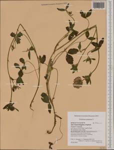 Trifolium pratense L., Western Europe (EUR) (United Kingdom)