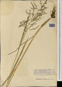 Glyceria lithuanica (Gorski) Gorski, Mongolia (MONG) (Mongolia)