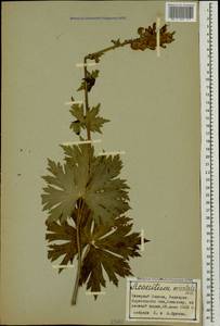 Aconitum orientale Mill., Caucasus, Stavropol Krai, Karachay-Cherkessia & Kabardino-Balkaria (K1b) (Russia)