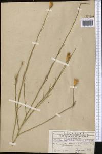 Klasea leptoclada (Bornm. & Sint.) L. Martins, Middle Asia, Kopet Dag, Badkhyz, Small & Great Balkhan (M1) (Turkmenistan)