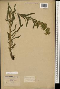 Onosma tinctoria M. Bieb., Caucasus, Krasnodar Krai & Adygea (K1a) (Russia)