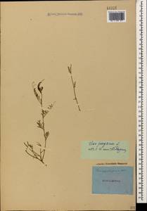 Vicia peregrina L., Caucasus (no precise locality) (K0)