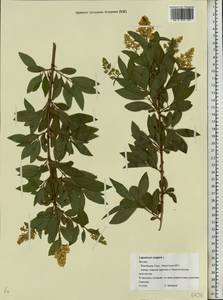 Ligustrum vulgare L., Eastern Europe, Moscow region (E4a) (Russia)