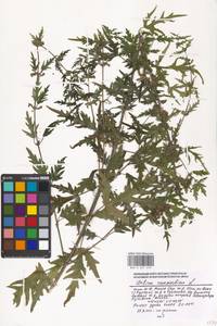 Urtica cannabina L., Eastern Europe, Moscow region (E4a) (Russia)