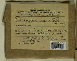 Platygyrium repens (Brid.) Schimp., Bryophytes, Bryophytes - Middle Russia (B6) (Russia)