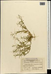 Neotorularia torulosa (Desf.) Hedge & J. Léonard, Caucasus, Azerbaijan (K6) (Azerbaijan)