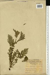 Tanacetum corymbosum subsp. corymbosum, Eastern Europe, South Ukrainian region (E12) (Ukraine)