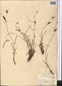 Carex songorica Kar. & Kir., Middle Asia, Pamir & Pamiro-Alai (M2) (Kyrgyzstan)