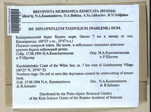Diplophyllum taxifolium (Wahlenb.) Dumort., Bryophytes, Bryophytes - Karelia, Leningrad & Murmansk Oblasts (B4) (Russia)