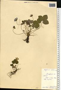 Hepatica nobilis Schreb., Eastern Europe, Moscow region (E4a) (Russia)