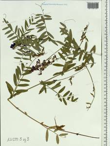 Vicia amoena Fisch. ex Ser., Siberia, Baikal & Transbaikal region (S4) (Russia)