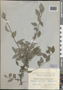 Prunus cerasifera Ehrh., Eastern Europe, North Ukrainian region (E11) (Ukraine)